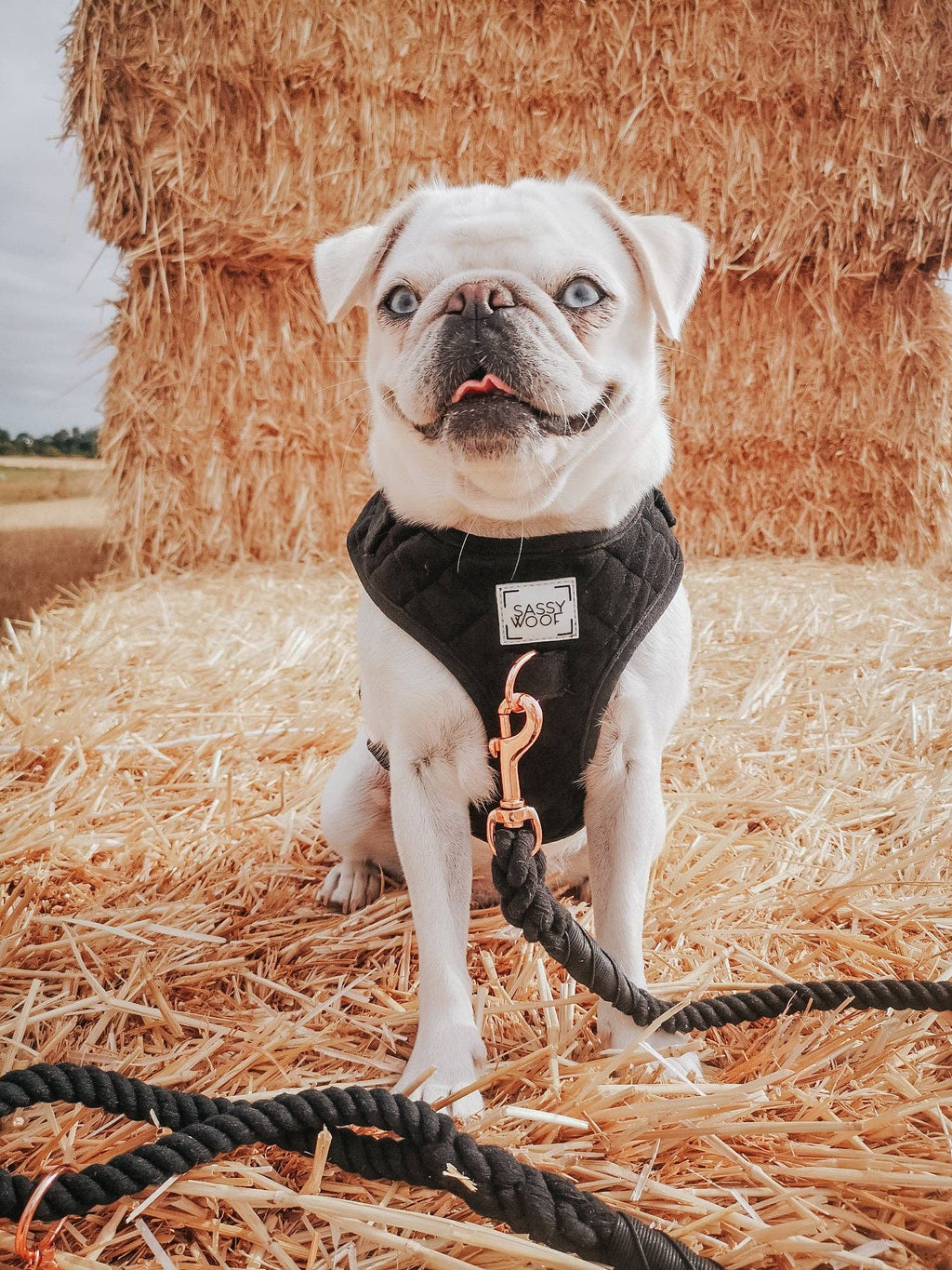 Dog Rope Leash - Noir