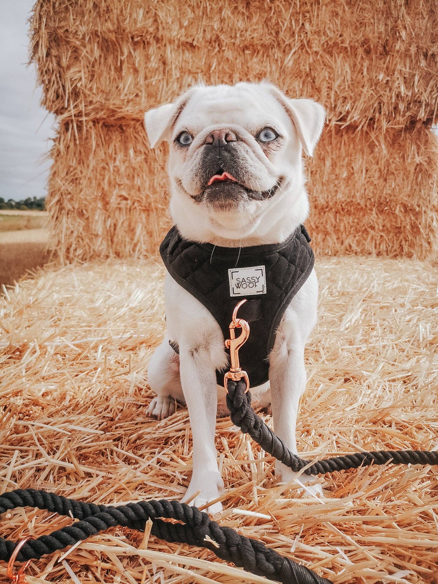 Dog Rope Leash - Noir