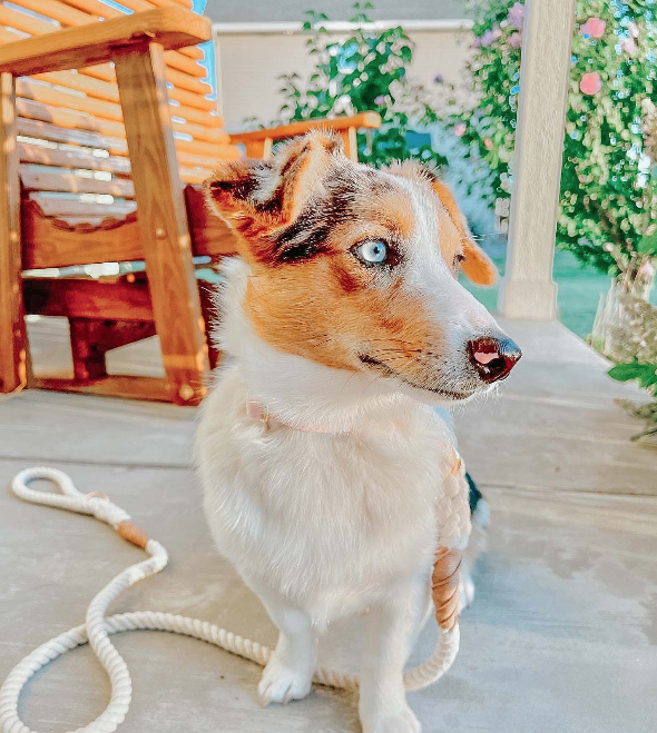 Dog Rope Leash - Natural