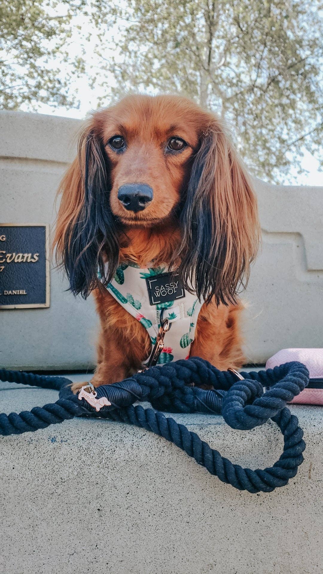 Dog Rope Leash - Noir