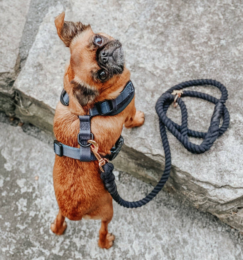 Dog Rope Leash - Noir